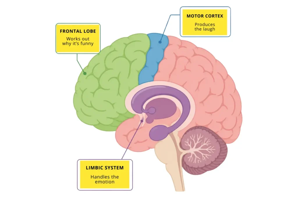 Diagram showing the frontal lobe, limbic system and motor cortex working together as a circuit during laughter